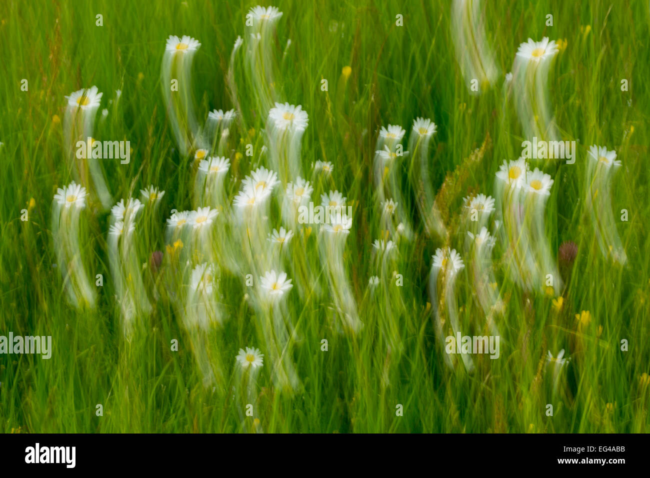 Oxeye daisy (Leucanthemum vulgare) résumé Haute Lusace Heath Paysage Étang Haute Lusace Réserve de biosphère de l'UNESCO L'Allemagne Banque D'Images