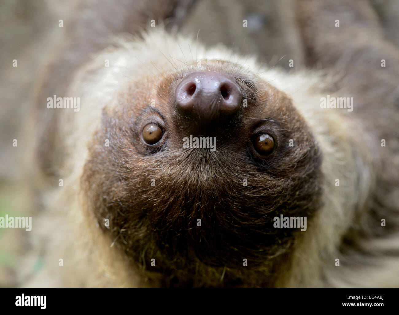 Unau / deux-toed sloth (Choloepus didactylus) portrait Guyane Banque D'Images