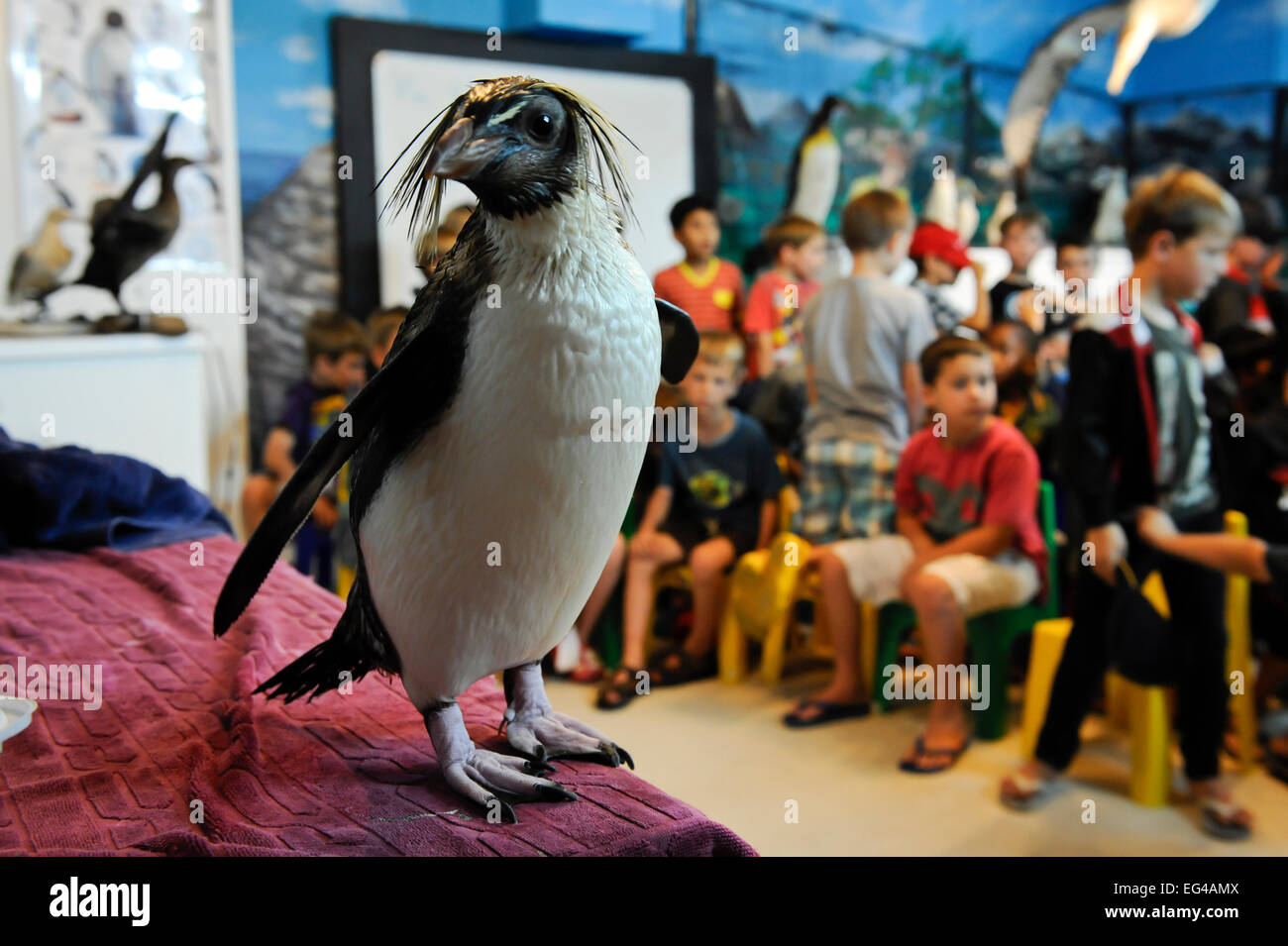 L'éducation d'oiseaux Conservation SANCCOB Cape Town Afrique du Sud. Weston Barwise utilise 'Rocky' Le Sud Rockhopper Penguin (Eudyptes chrysocome) pour l'aider à enseigner aux enfants les oiseaux de la conservation marine. Novembre 2011 Banque D'Images