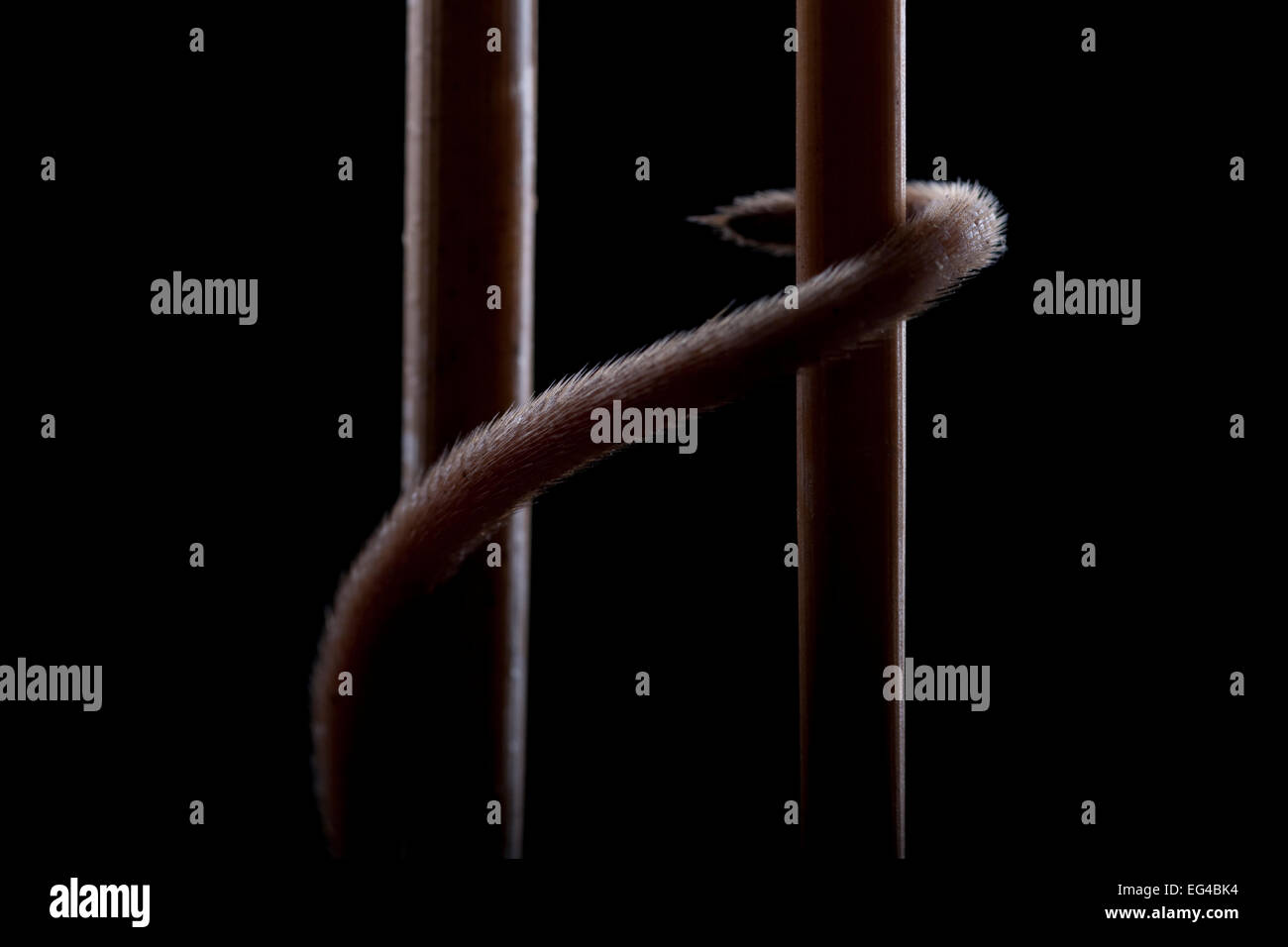 Micromys minutus (souris) à l'aide d'escalade dans la queue tandis que l'Allemagne reed en captivité. Banque D'Images