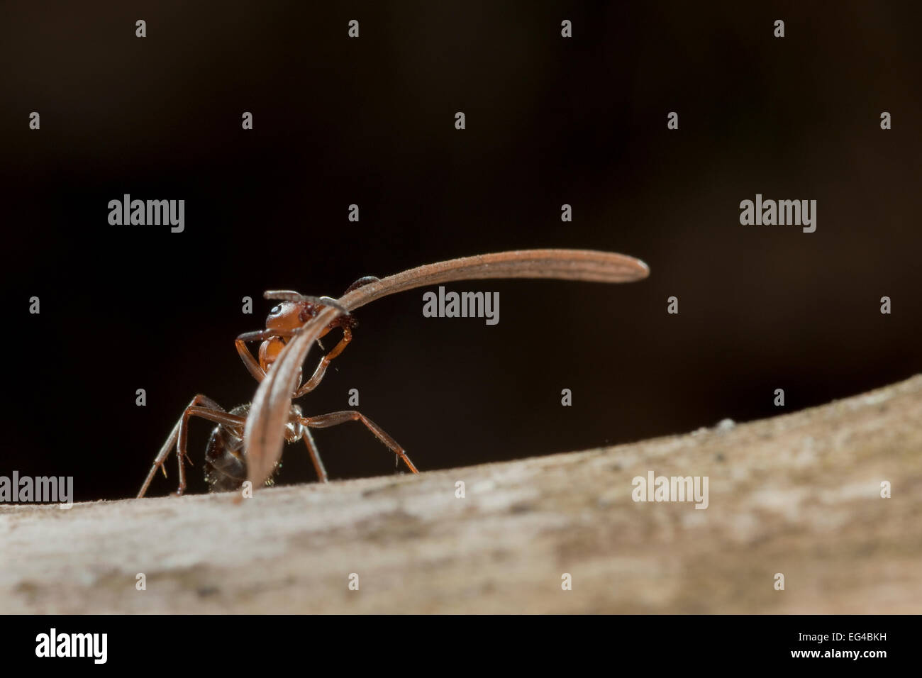 Fourmi rouge (Formica rufa) transportant des matériaux de construction à fourmilière (aiguilles de sapin) de l'Allemagne. Banque D'Images