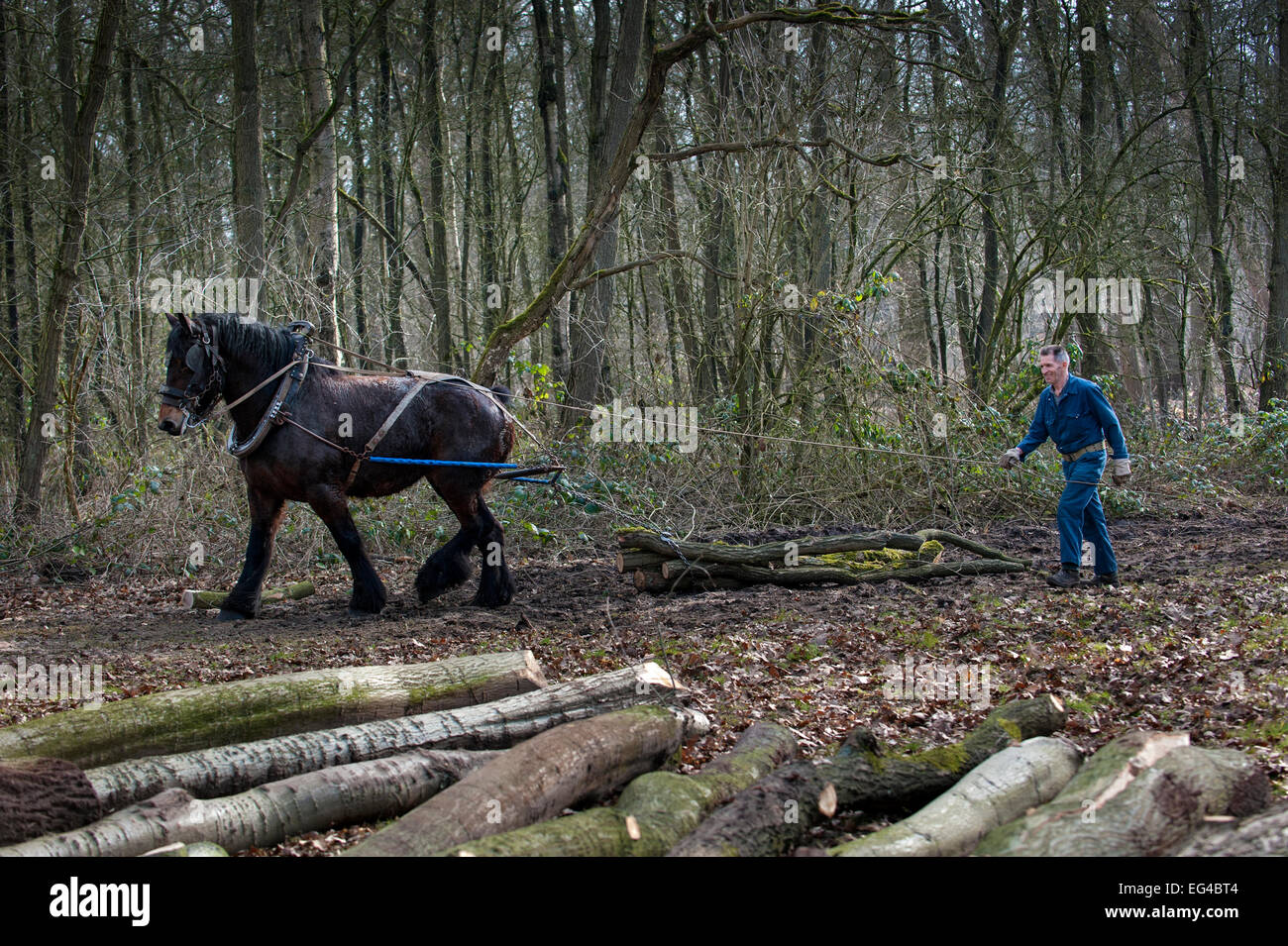 Ingénieur forestier faisant glisser de troncs projet belge forêt / Projet de cheval (Equus caballus) Belgique. Mars 2013. Banque D'Images