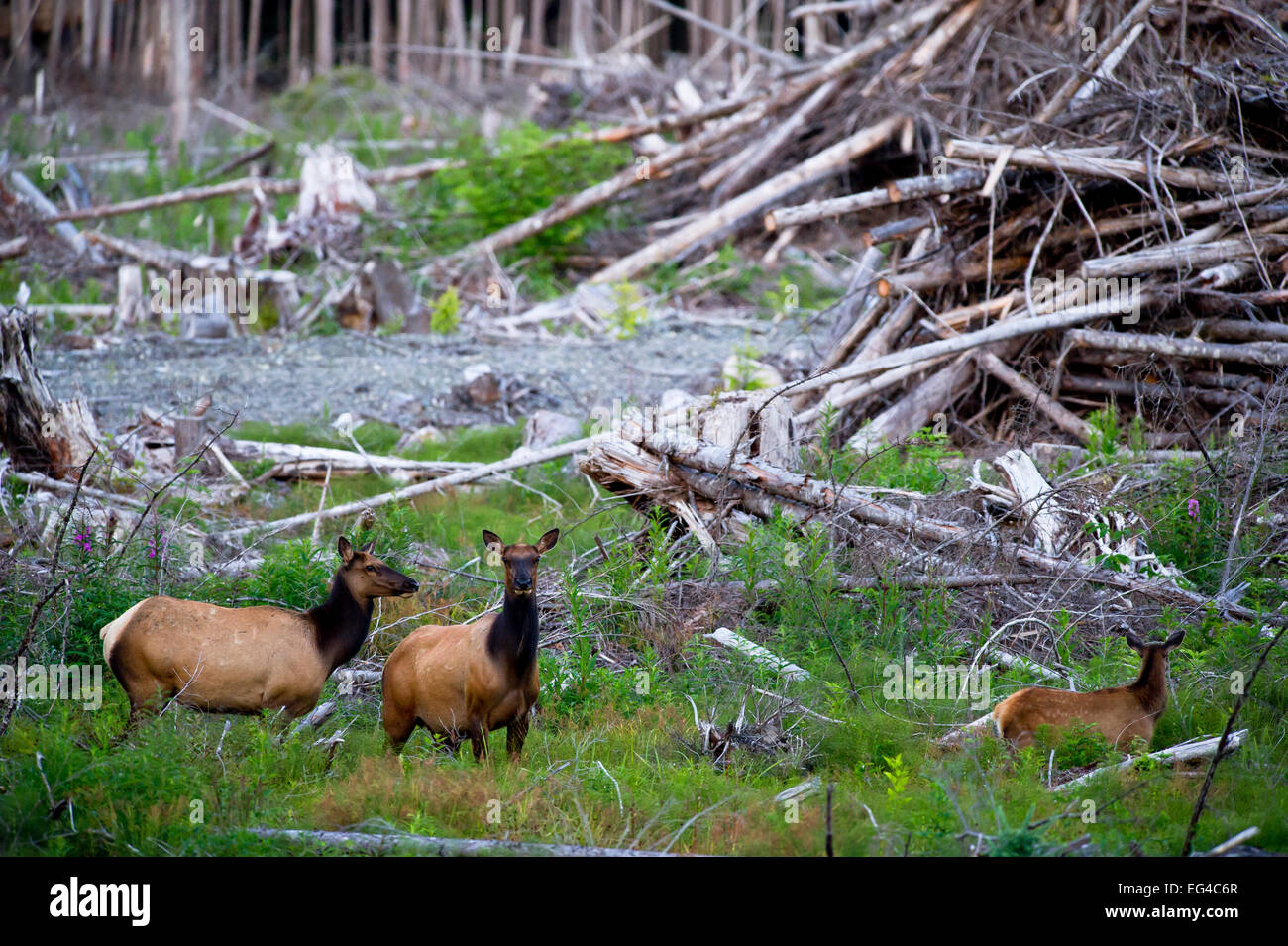 Le wapiti de Roosevelt (Cervus elaphus roosevelti) coupés en forêt. Côte est près de Telegraph Cove, l'île de Vancouver, Colombie-Britannique Canada Juillet. Banque D'Images