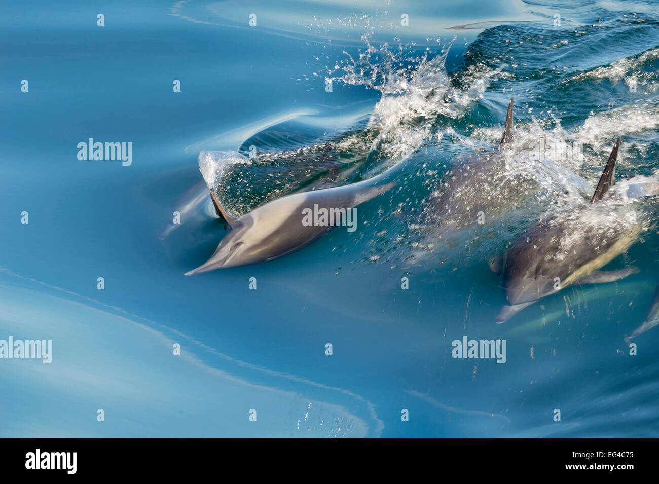 Les Dauphins communs (Delphinus delphis) nager près de Isla Baja Sur Mer Animas Cortez au Mexique. Banque D'Images