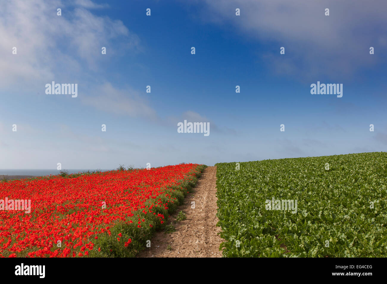 Coquelicots Pavaver rhoea récolte de la betterave à sucre dans la région de Norfolk Field UK Juillet Banque D'Images