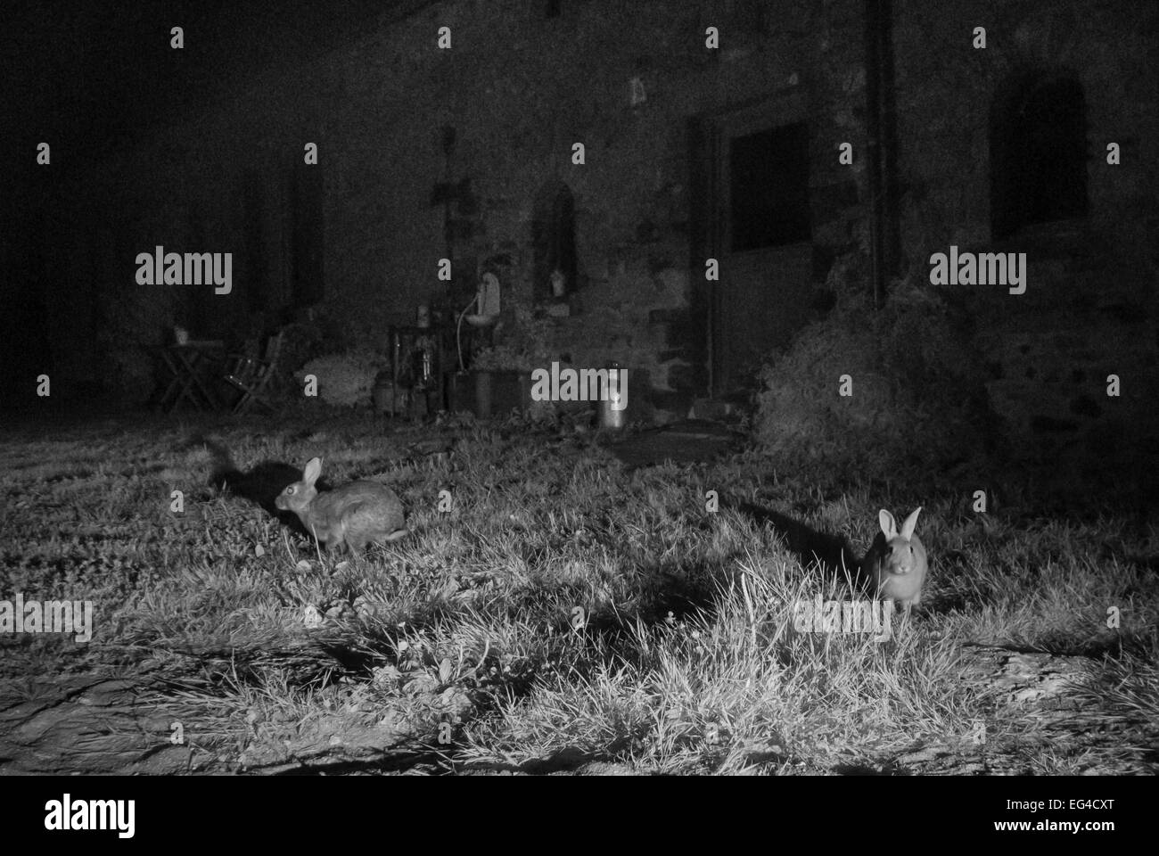 Le Lapin (Oryctolagus cuniculus) en jardin de nuit infrarouge caméra à distance piège Mayenne Pays de Loire France. Banque D'Images