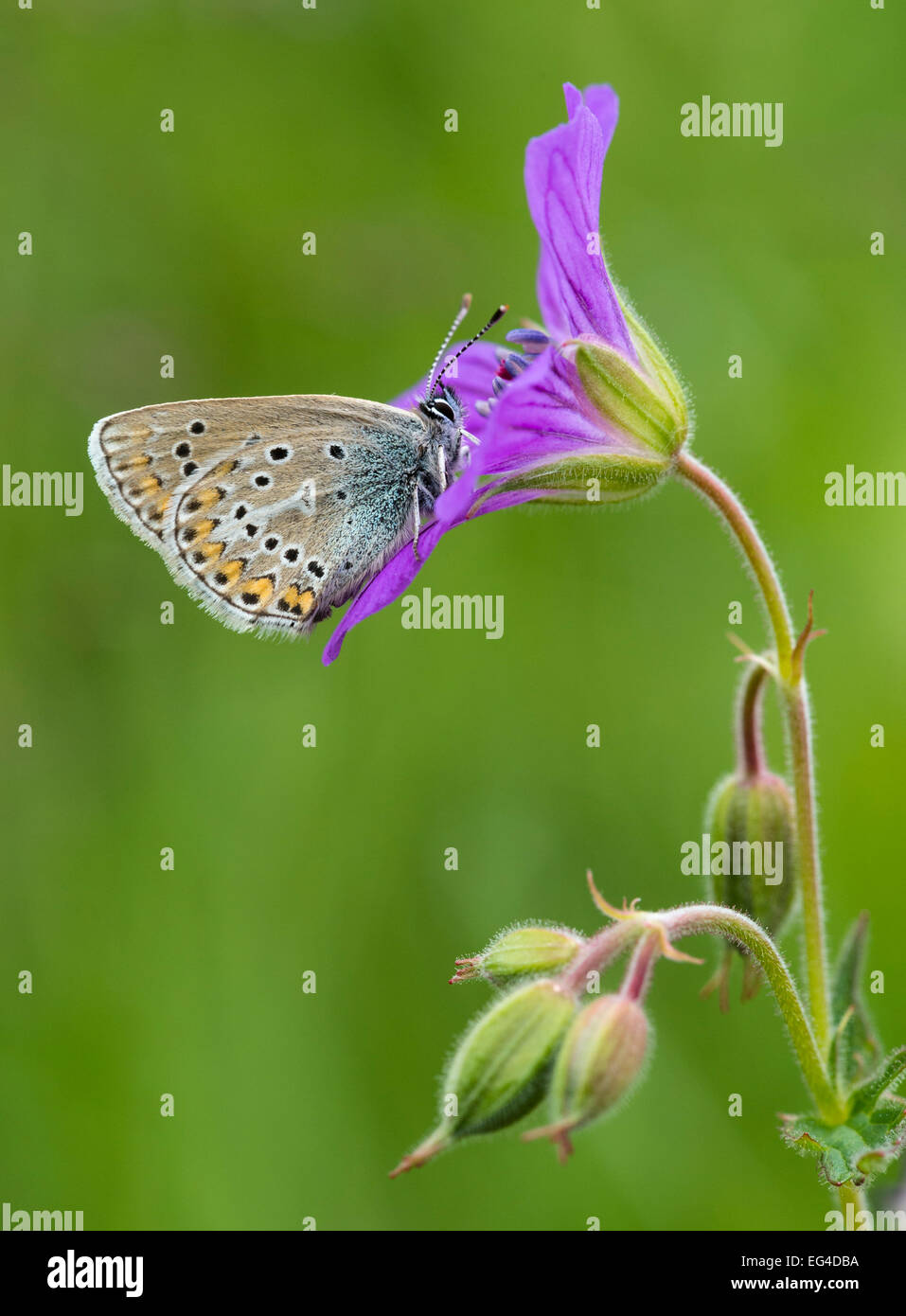 Géranium Argus (Plebejus papillon eumedon) se nourrissant de bois géranium sanguin (Geranium sylvaticum) le nord de la Finlande, juin. Banque D'Images