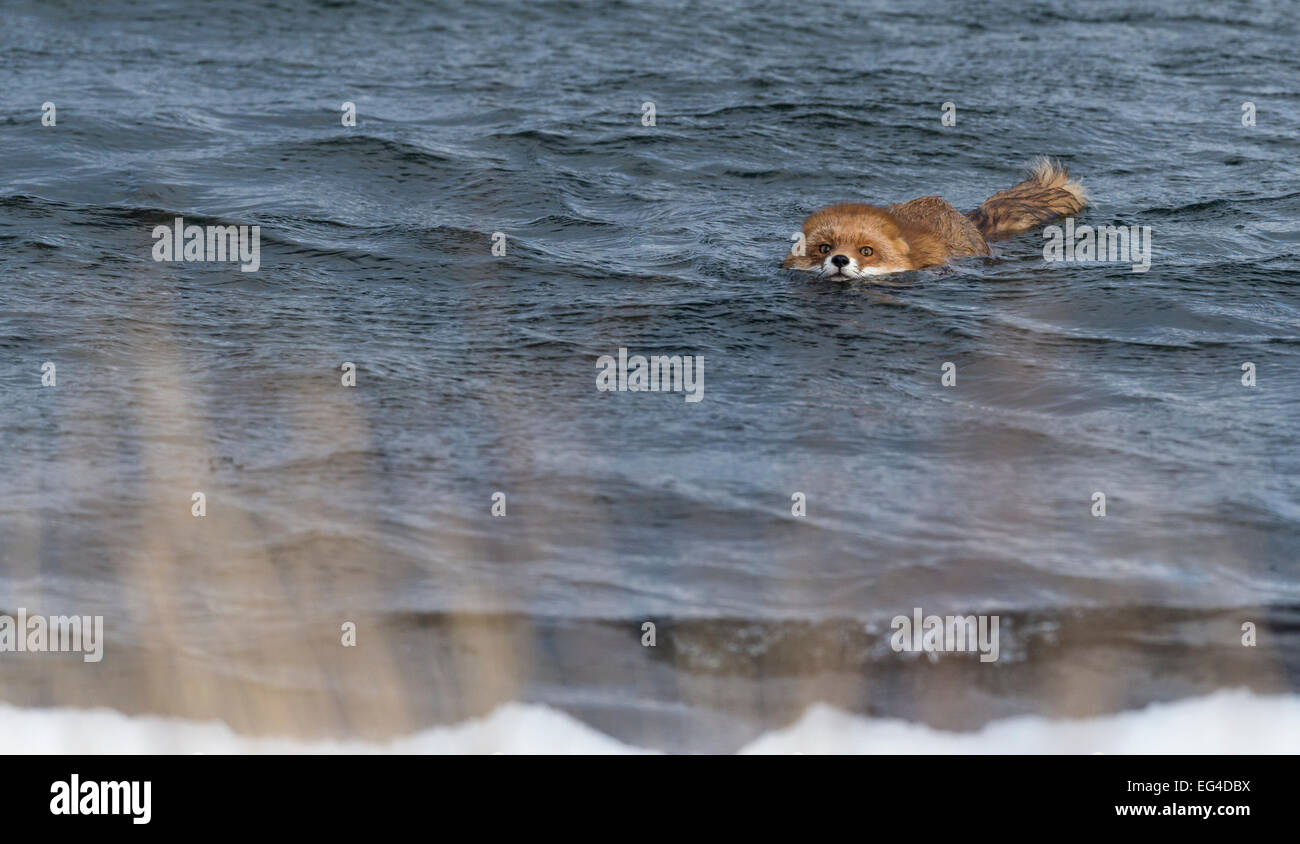 Le renard roux (Vulpes vulpes) natation en mer le sudouest de la — free download