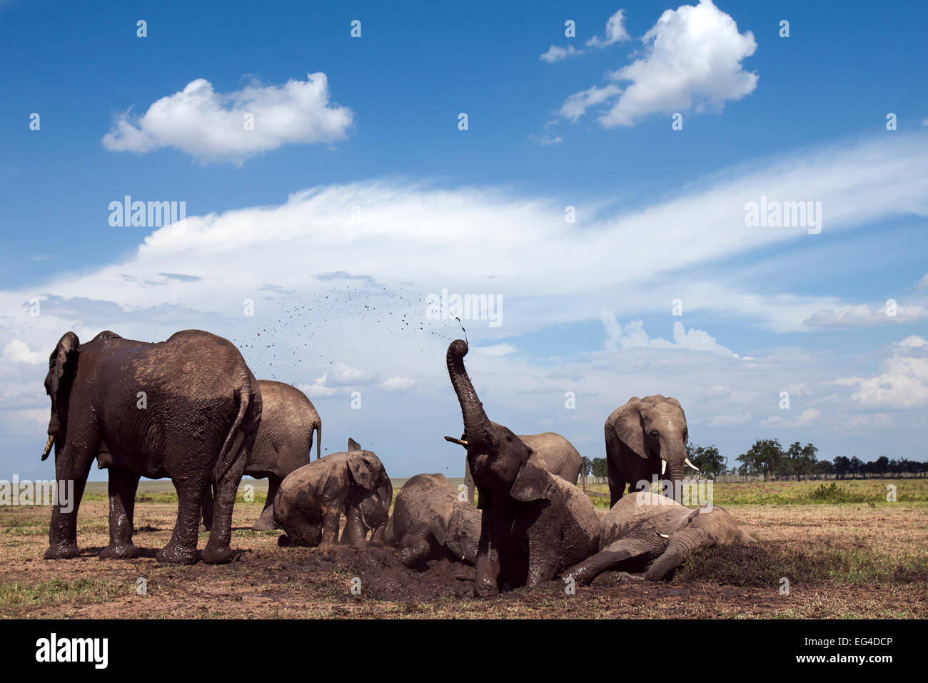 Les éléphants d'Afrique (Loxodonta africana) se vautrer dans trou d'eau. Réserve nationale de Masai Mara au Kenya. À distance de la caméra grand angle de prise. Banque D'Images