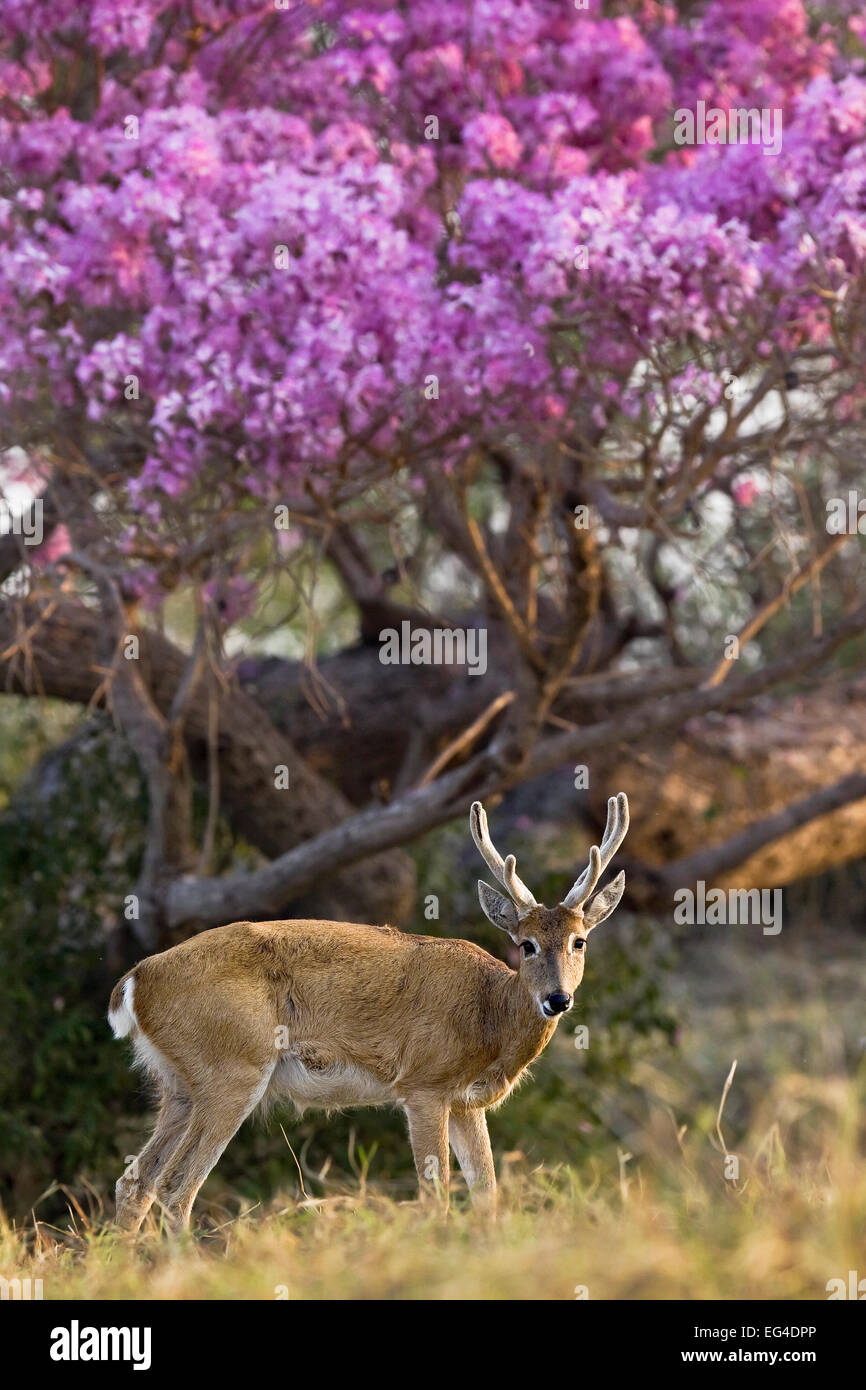 Le Cerf des Pampas Ozotoceros bezoarticus (buck) en velours de l'article par arbre en fleurs Pantanal Brésil Banque D'Images