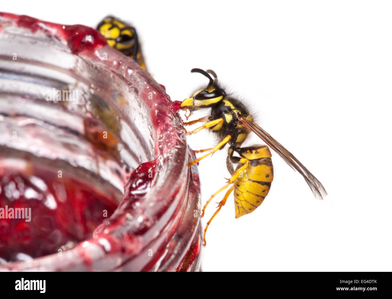 Les Guêpes (Vespula Vulgaris commune) se nourrissant de confiture pot photographié contre fond blanc. Le Derbyshire, Royaume-Uni. Septembre. Banque D'Images