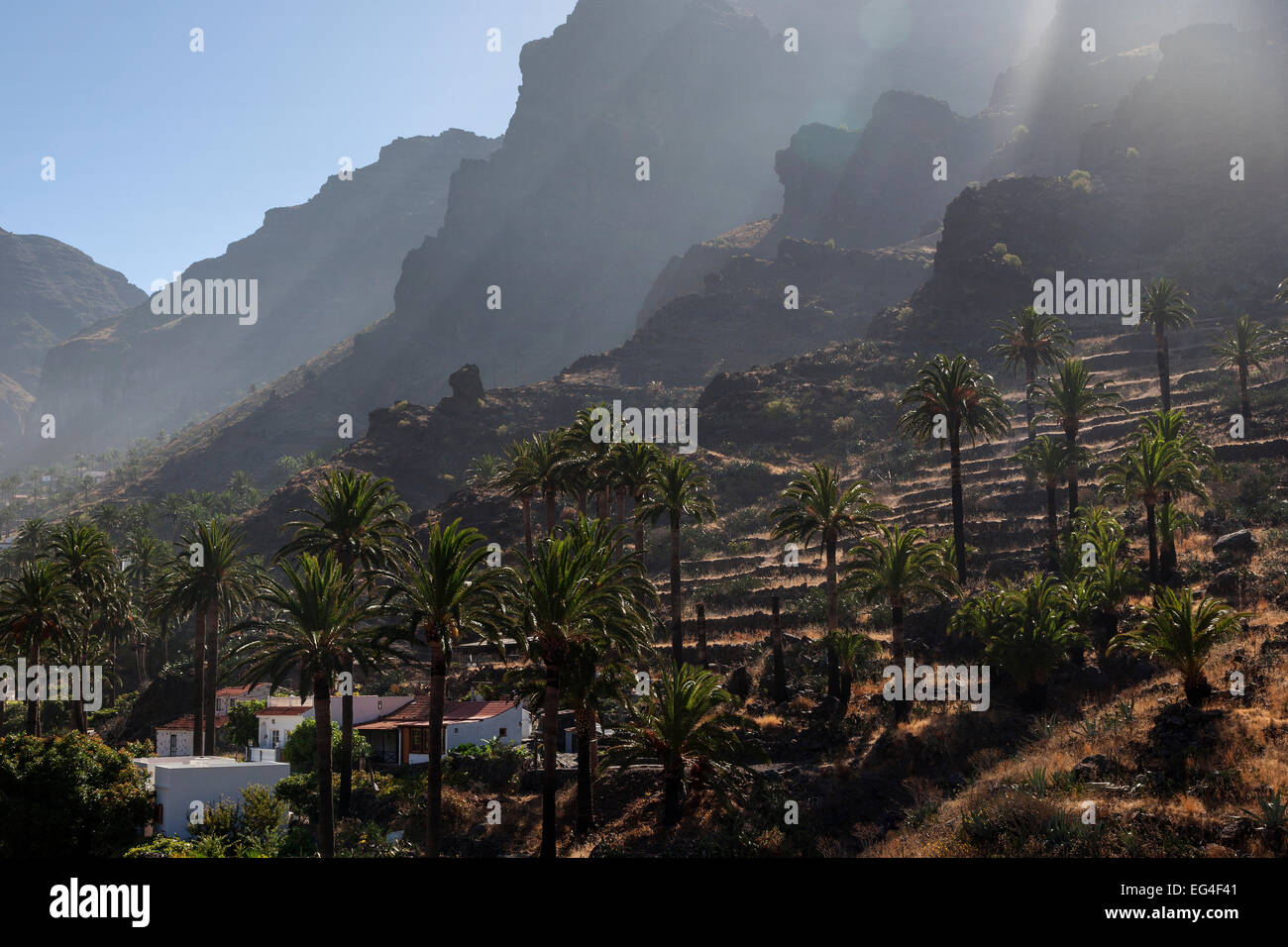 Île des dattiers (Phoenix canariensis), champs en terrasses, Valle Gran Rey, La Gomera, Canary Islands, Spain Banque D'Images