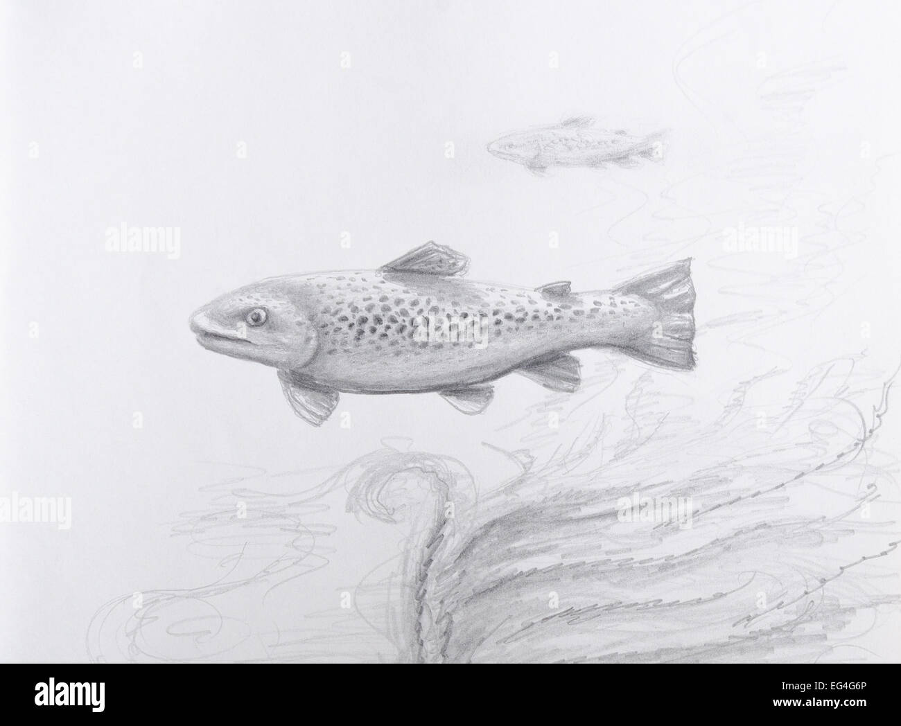Dessin au crayon d'un poissons de rivière - gris sur papier de la cartouche. Banque D'Images
