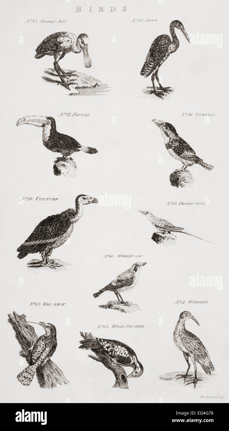 Différents types d'oiseaux. À partir d'un 18e siècle imprimer Banque D'Images
