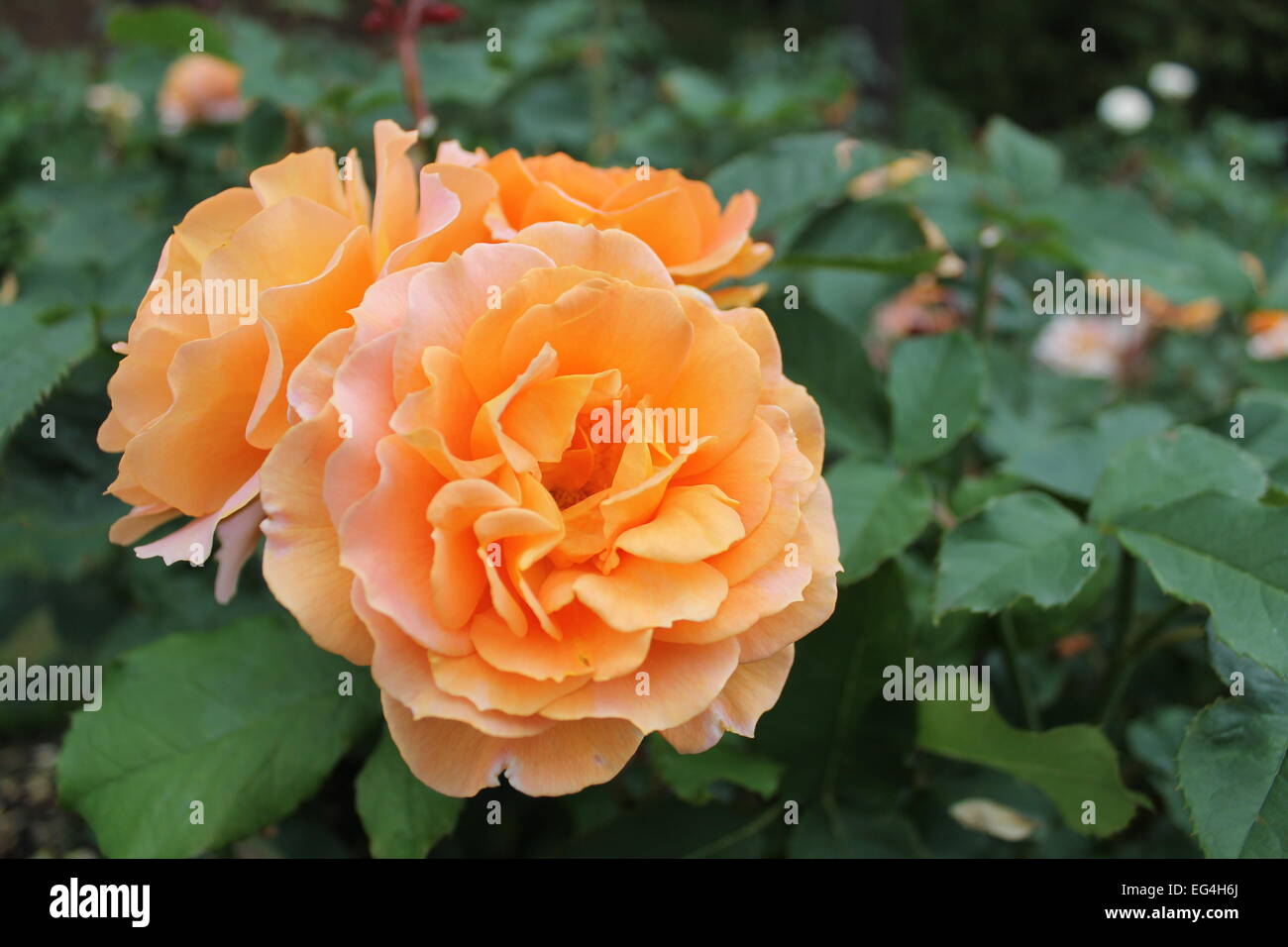 Roses orange en pleine floraison avec des feuilles vertes en arrière-plan Banque D'Images