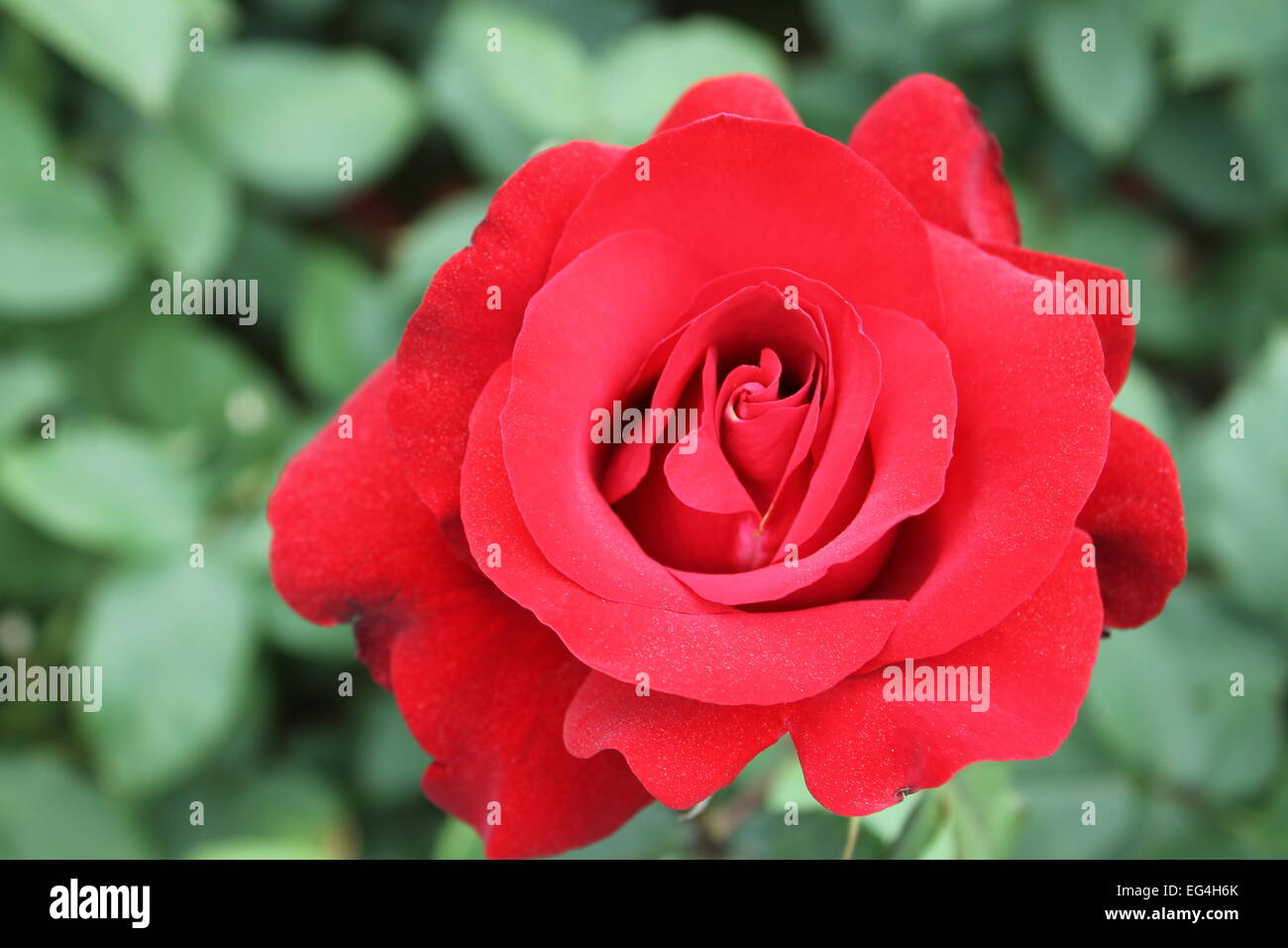 Rose rouge avec des feuilles vertes en arrière-plan Banque D'Images