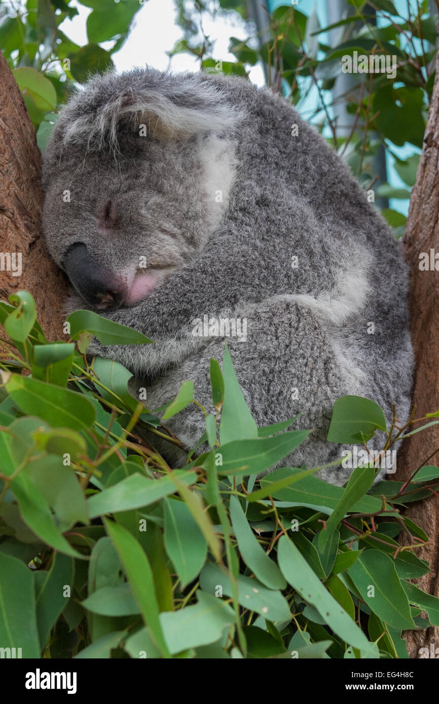 Un koala de dormir dans un arbre. Banque D'Images