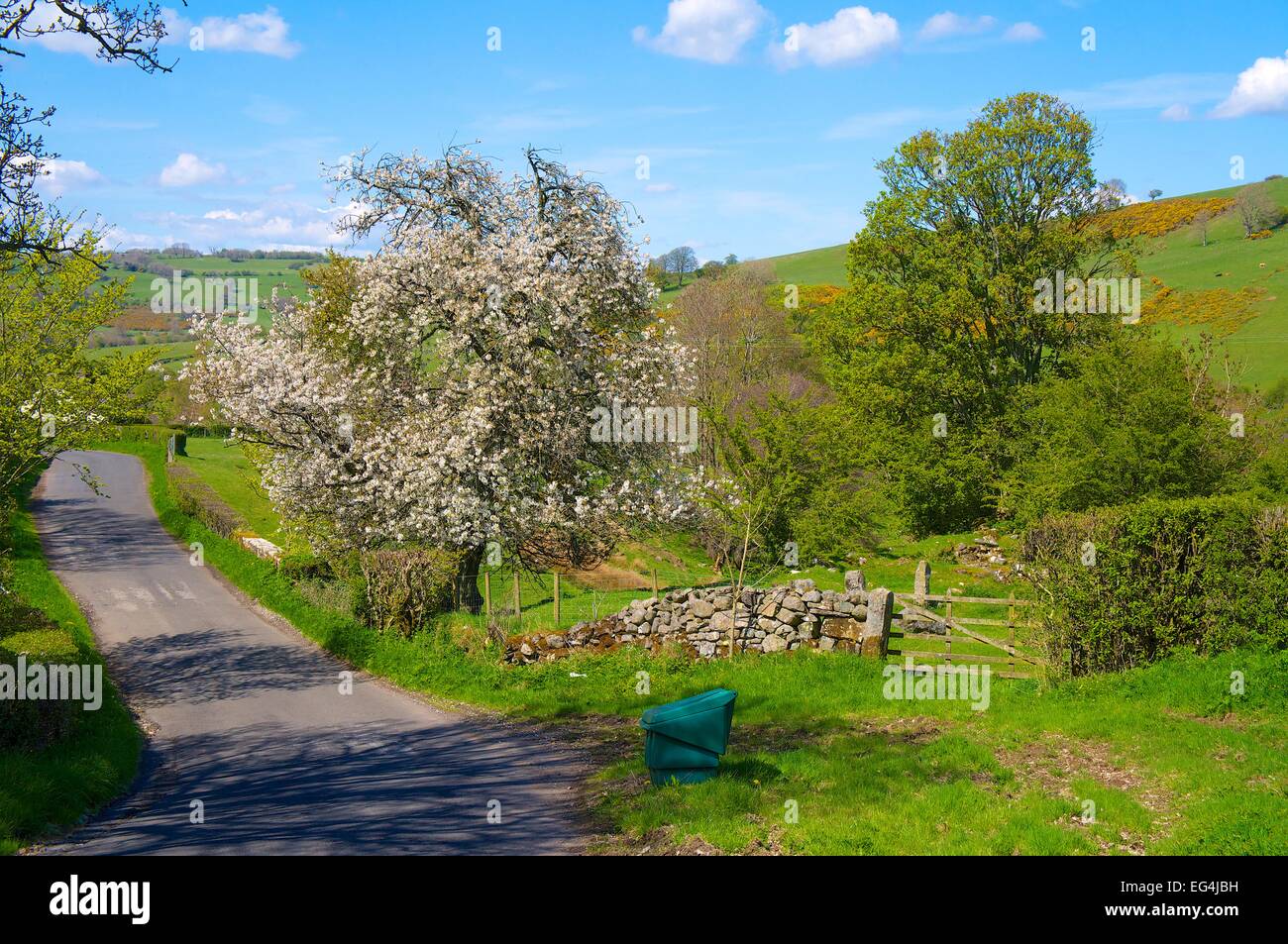 Cherry Blossom tree par route. Gillfoot Bridge, Hesket Newmarket, Cumbria, England, UK. Banque D'Images