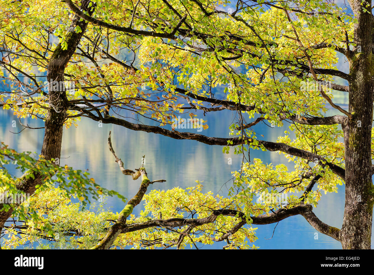 Droit d'arbres et prairie au bord du lac Kochelsee en automne, Bavière, Allemagne Banque D'Images