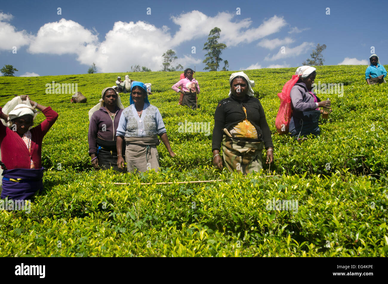 Cueilleurs de thé sur le Pedro Estate, Sri Lanka Banque D'Images