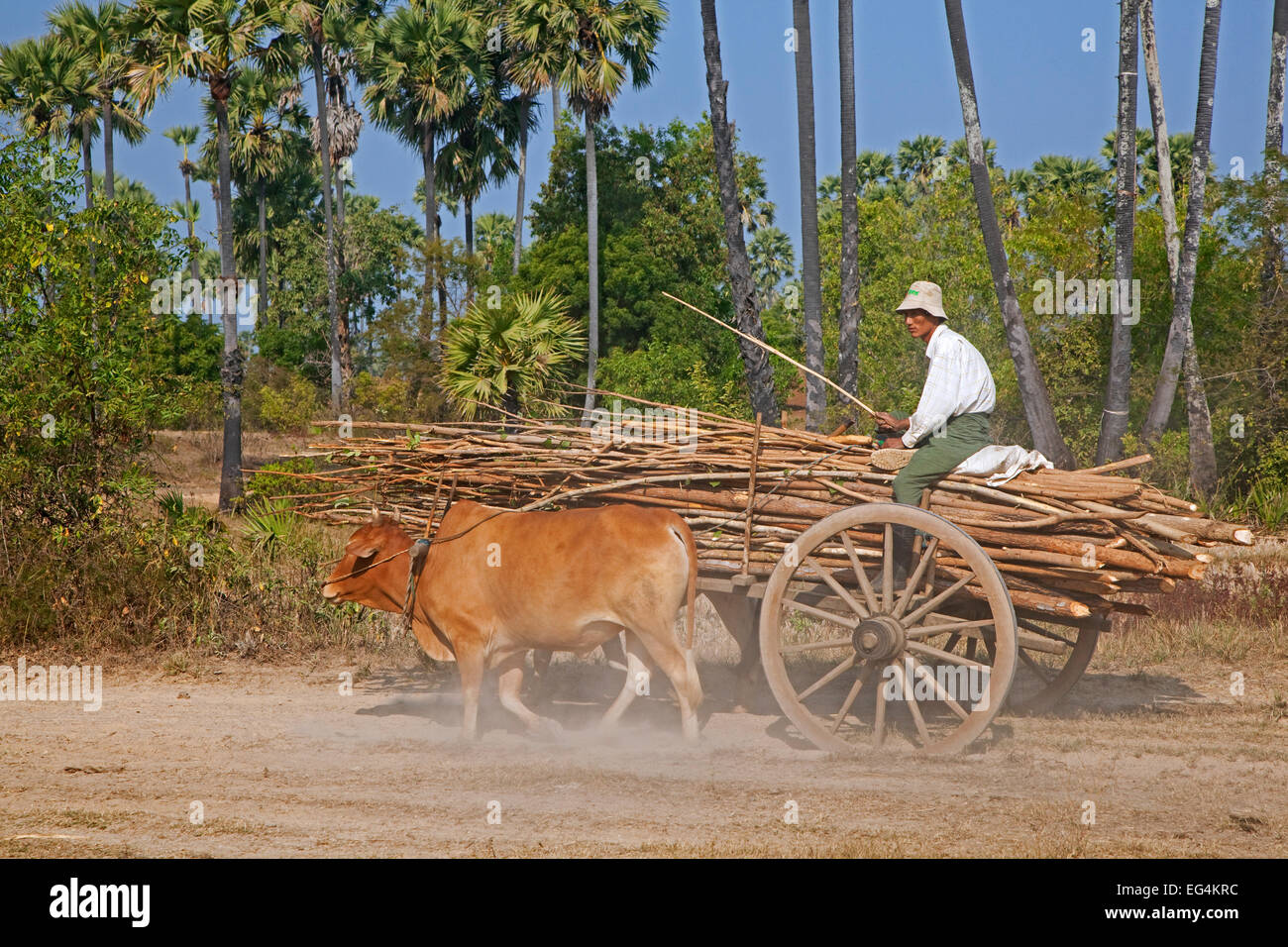 Panier en bois chargés de bois tiré par deux zébus Brahman / bovins (Bos taurus indicus) au Myanmar / Birmanie Banque D'Images