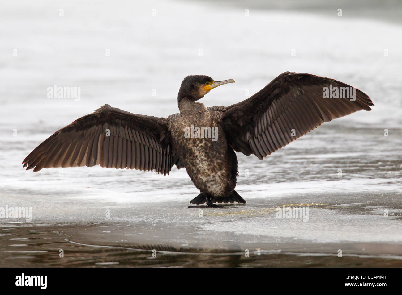 Grand cormoran (Phalacrocorax carbo) séchage juvénile sa propagation wings sur la glace de l'étang gelé en hiver Banque D'Images