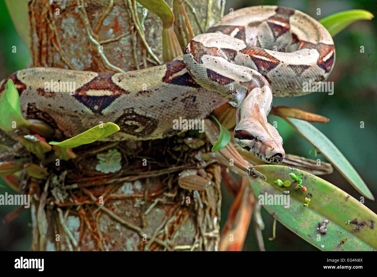 Boa constricteur (Boa constrictor) Banque D'Images