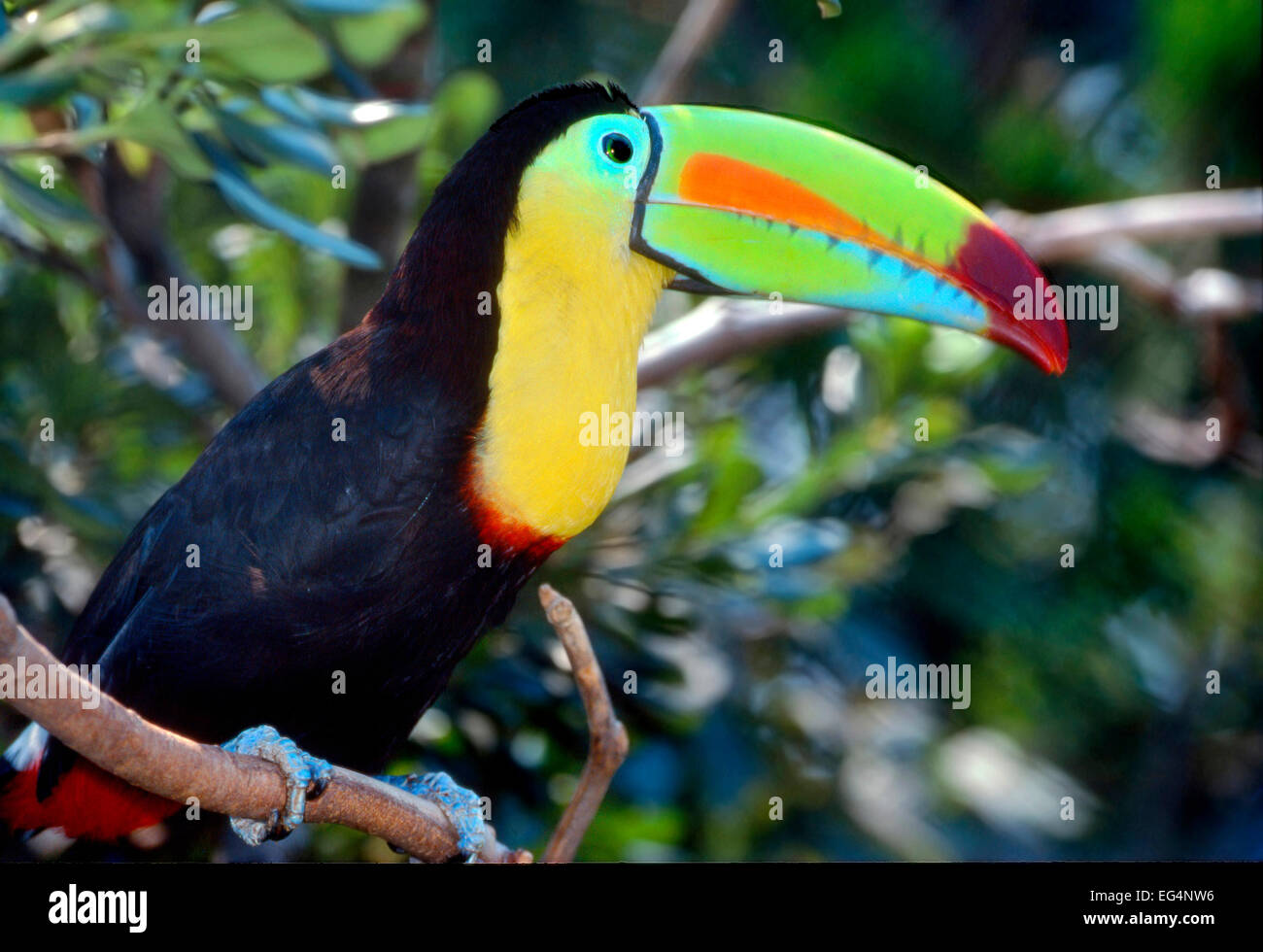 Keel-Billed Toucan (Ramphastos sulfuratus) Banque D'Images