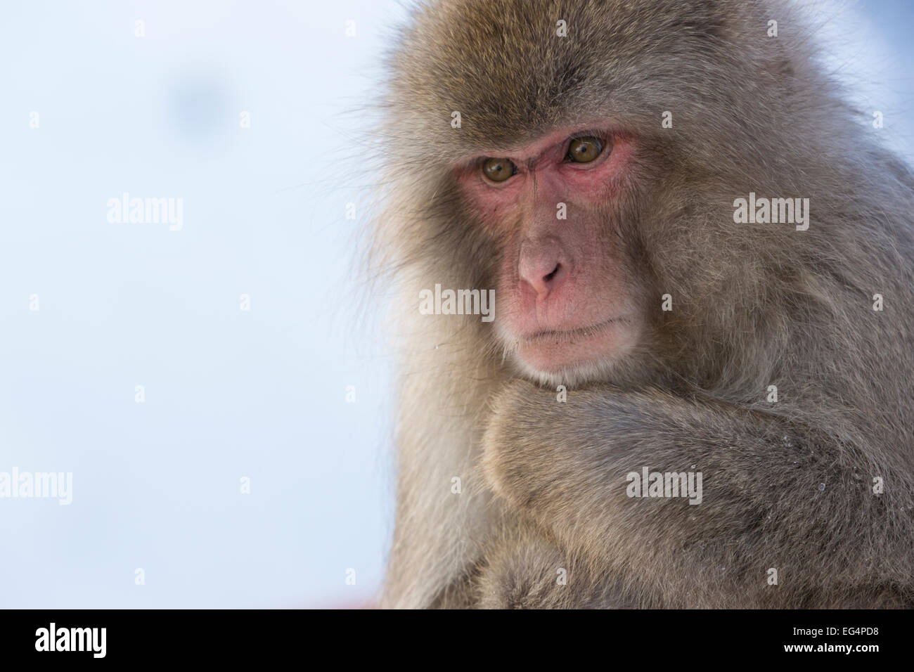 Singe Macaque japonais ou plus souvent connu sous le nom de singe à la neige Jigokudani Yaen-koen Banque D'Images