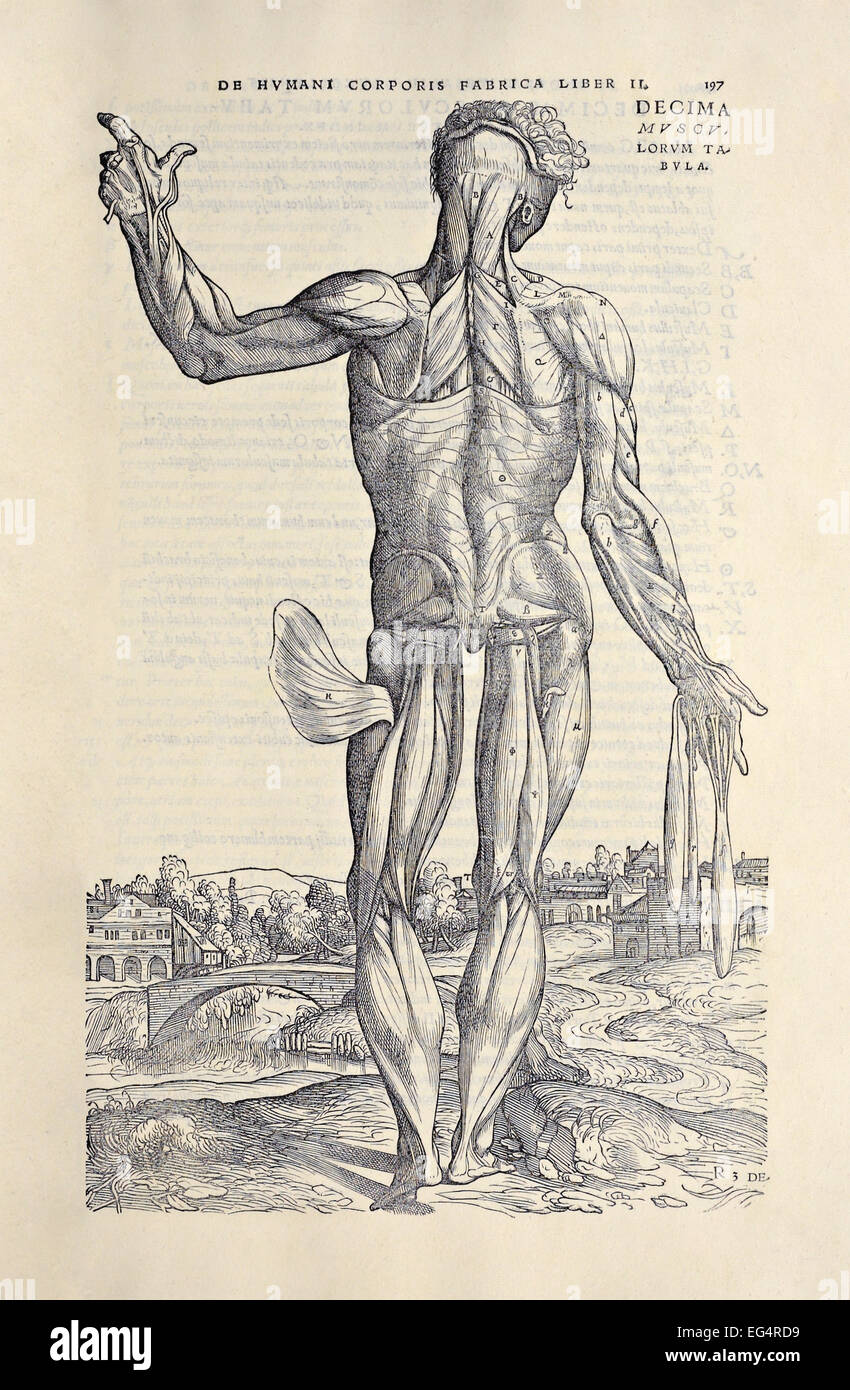 Dixième homme muscle 'De De humani corporis fabrica libri septem' Andreas Vesalius (1514-1564) publié en 1543. Montrant l'arrière du corps humain. Voir la description pour plus d'informations. Banque D'Images