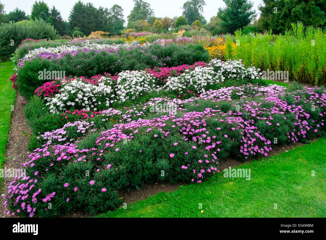 Variété de plantes à fleurs dans le jardin des asters Banque D'Images