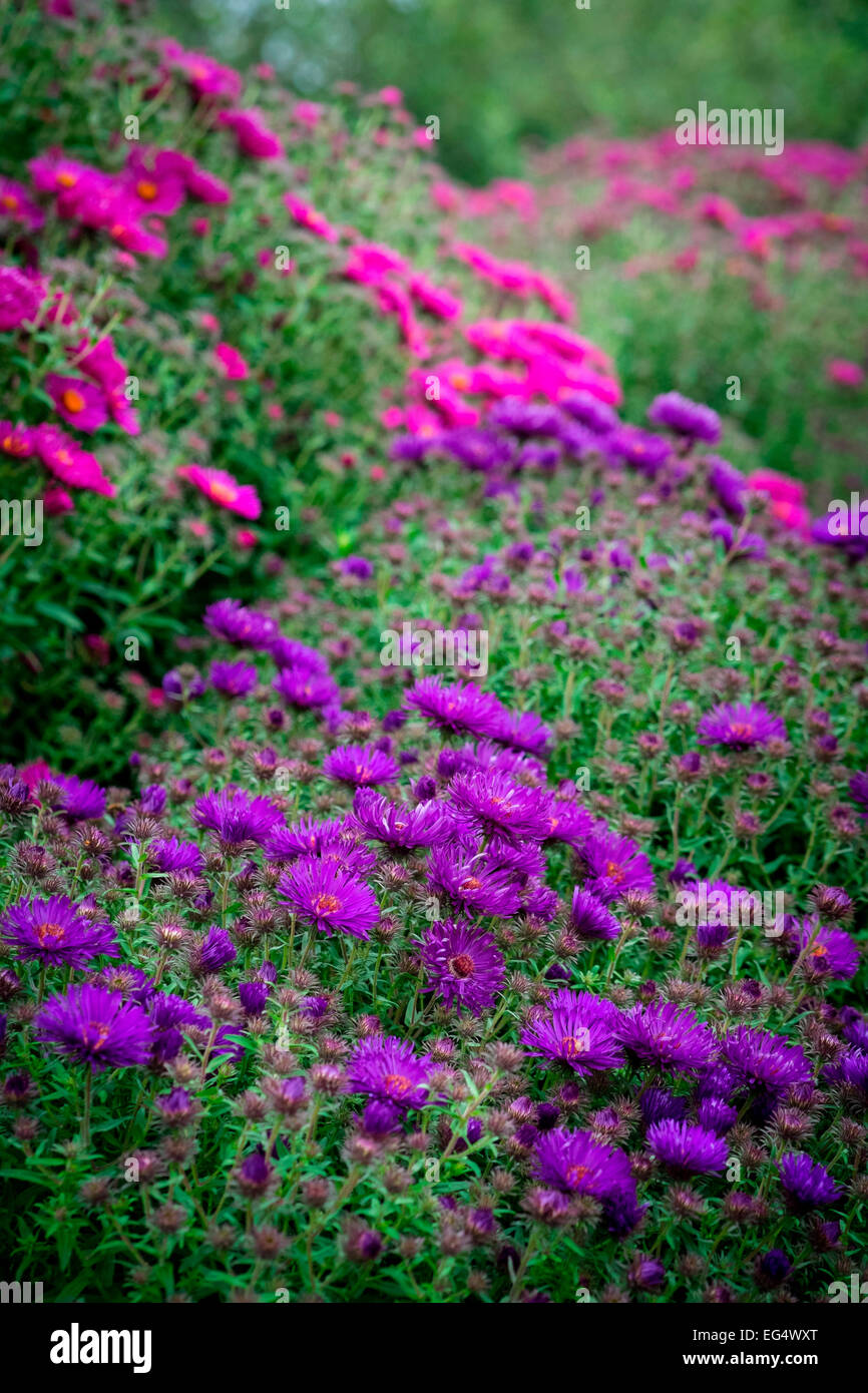 Détail de jardin avec rose et Purple Asters Banque D'Images