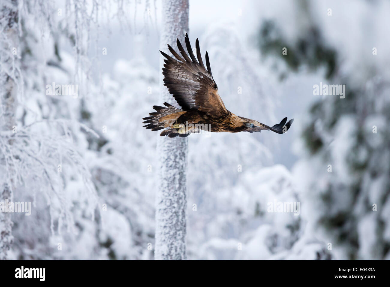 L'aigle royal (Aquila chrysaetos) en vol, Utajärvi Finlande Banque D'Images