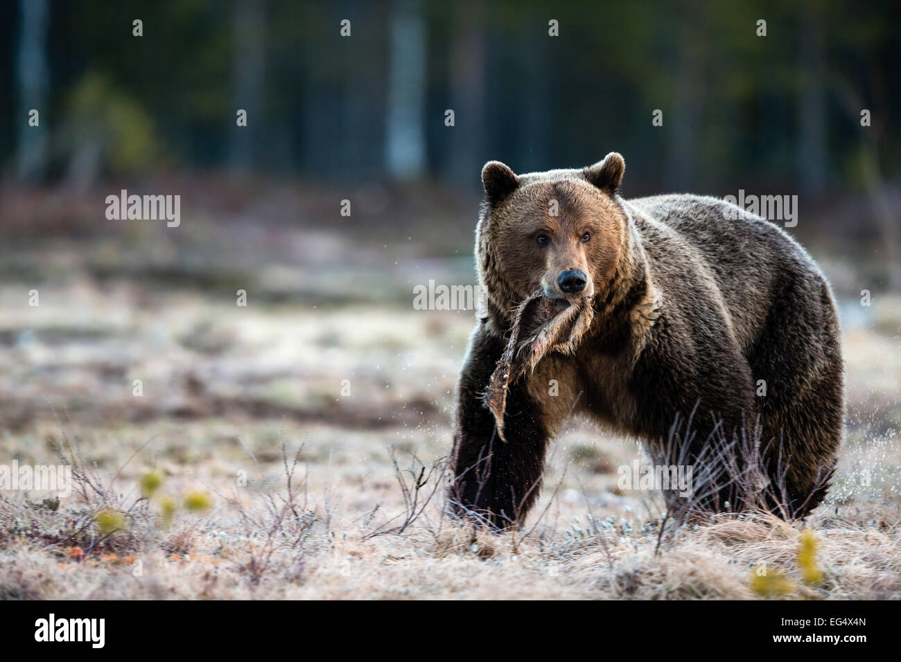 Ours brun (Ursus arctos) avec une peau d'animal dans sa bouche ; Viiksimo Finlande Banque D'Images