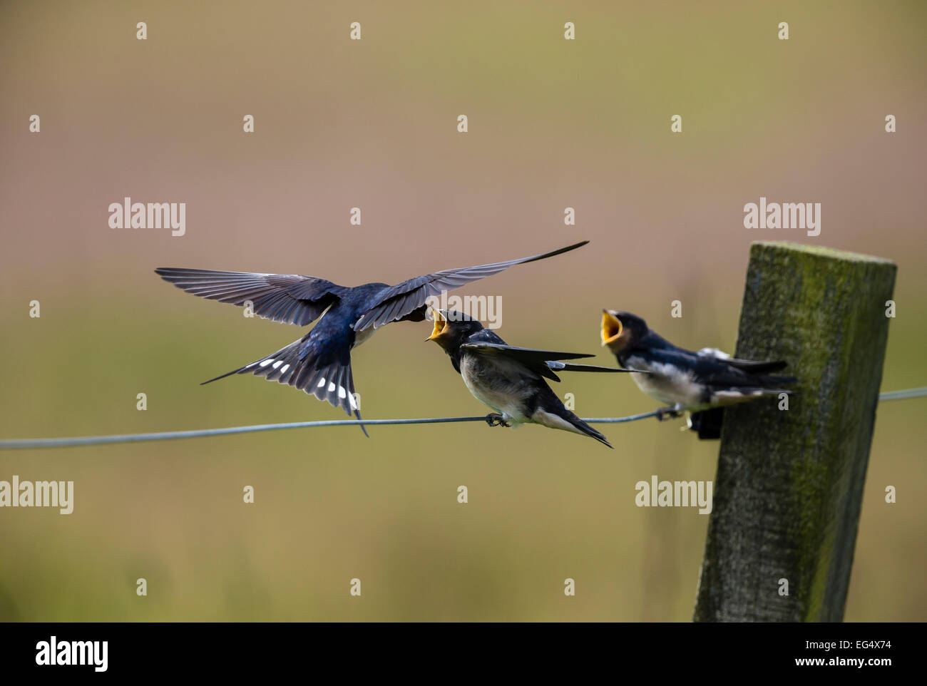 Swallow (Hirundo rustica) les poussins d'alimentation ; l'Orkney Ecosse UK Banque D'Images