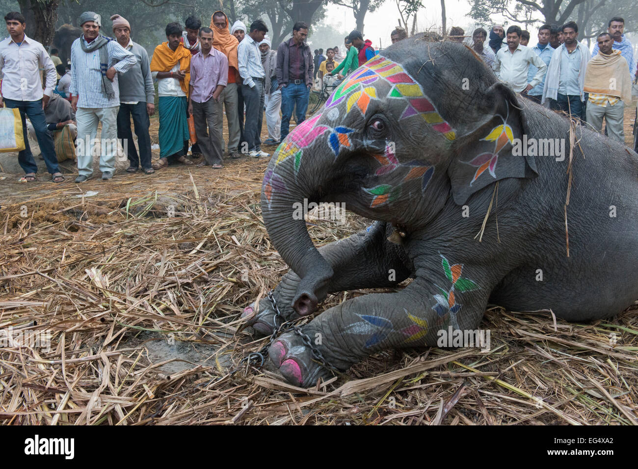 Décoré éléphant, Sonepur Mela Banque D'Images