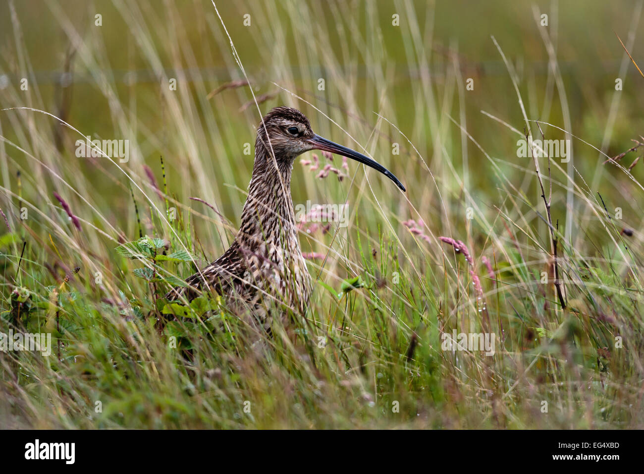 Curlew (Numenius arquata) dans l'herbe haute ; l'Orkney Ecosse UK Banque D'Images