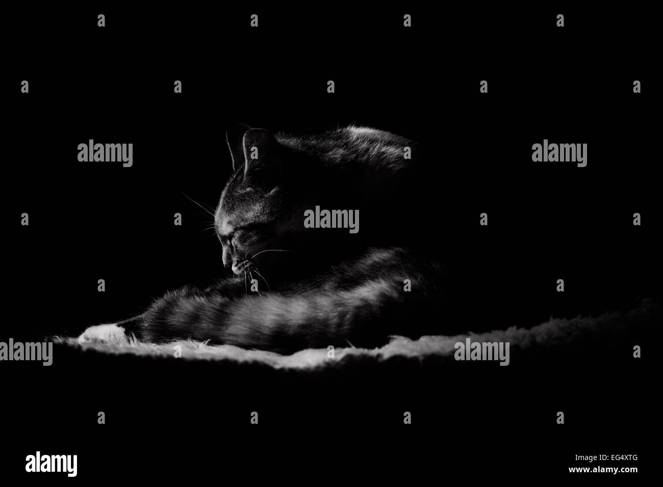 Silhouette de chat en noir et blanc Banque D'Images