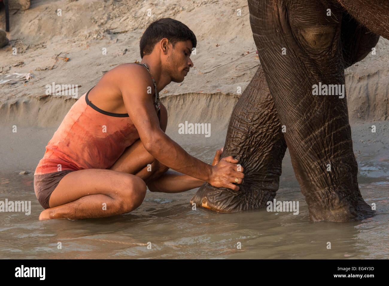 Le récurage Mahout éléphant dans le Gandak, Sonepur Mela Banque D'Images
