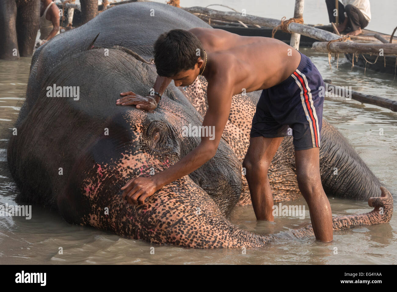 Le récurage Mahout éléphant dans le Gandak, Sonepur Mela Banque D'Images