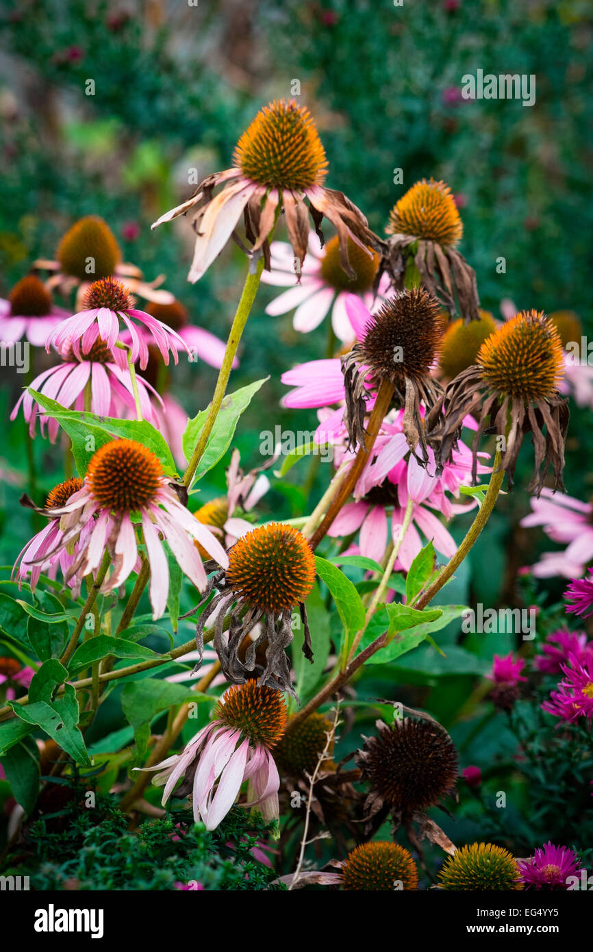 Fleurs pourpre Echinacea purpurea Banque D'Images