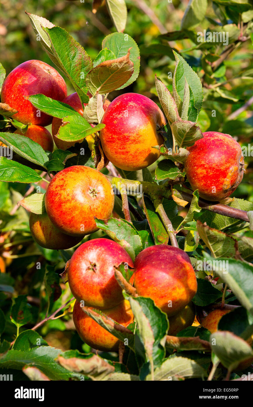 Verger arbre branche laden patrimoine rouges mûres pommes Banque D'Images