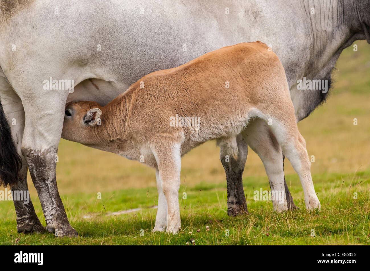 Vache Gascogne région Vallée D'ax Aude France 11 Banque D'Images