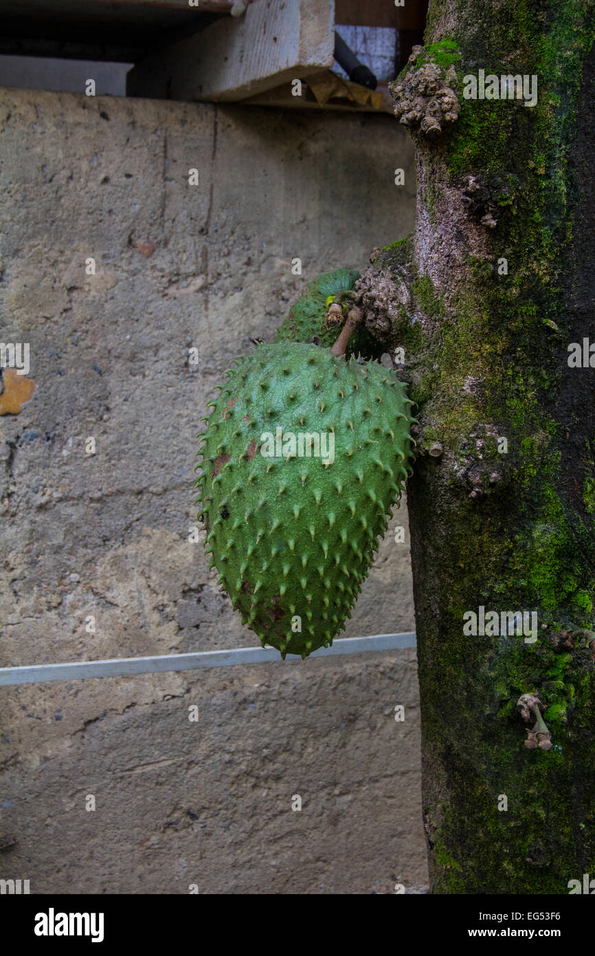 Un arbre de corossol dans la campagne en Colombie. Banque D'Images