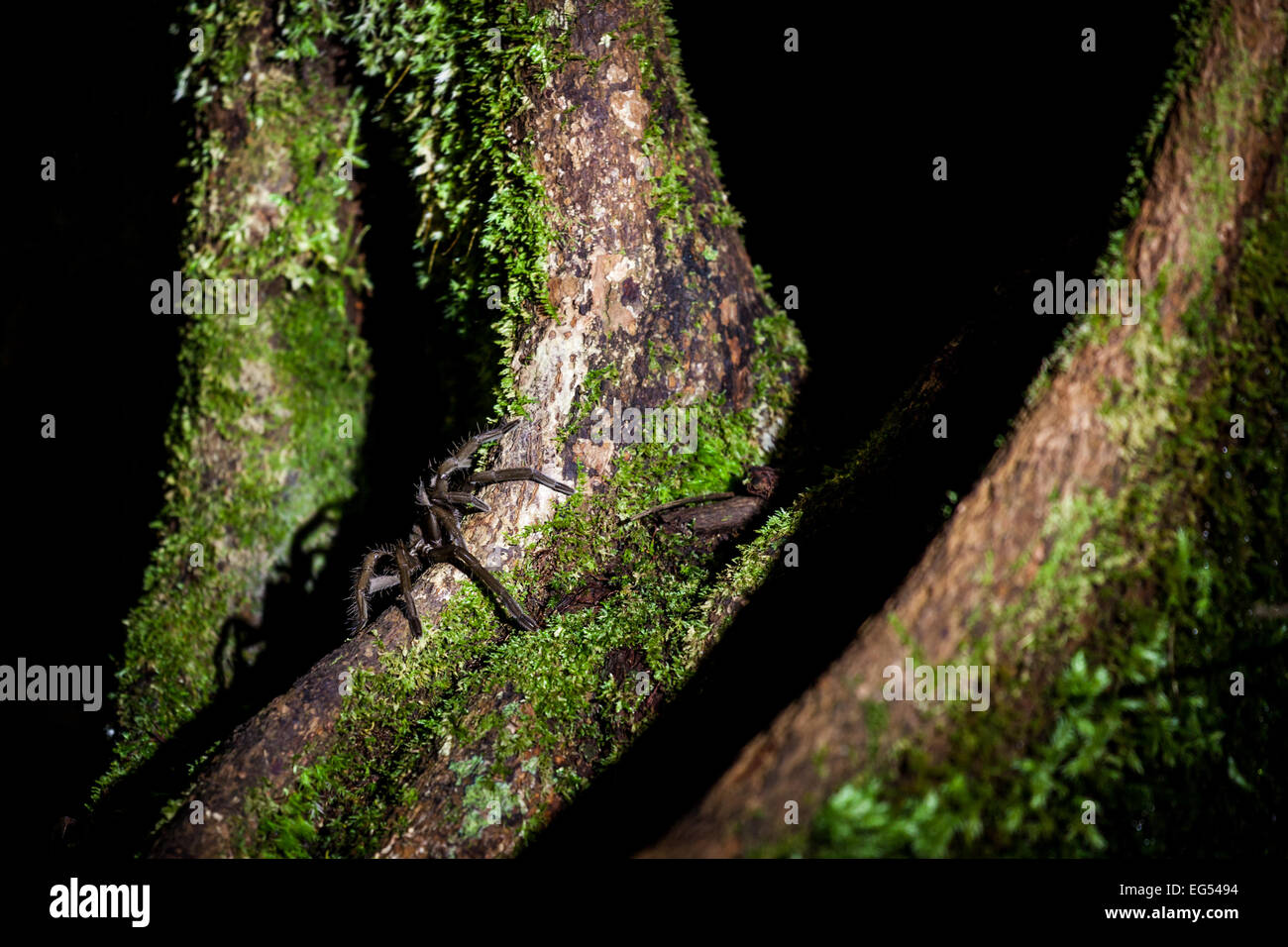 Au bornéo rainforest Spider Banque D'Images