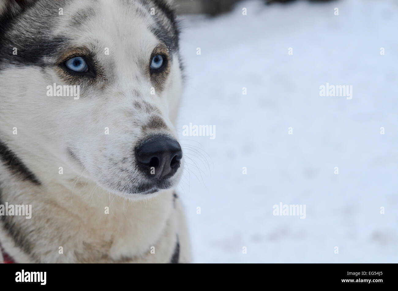 Mignon Femelle Gris Blanc Portrait De Chien Husky De Sibérie