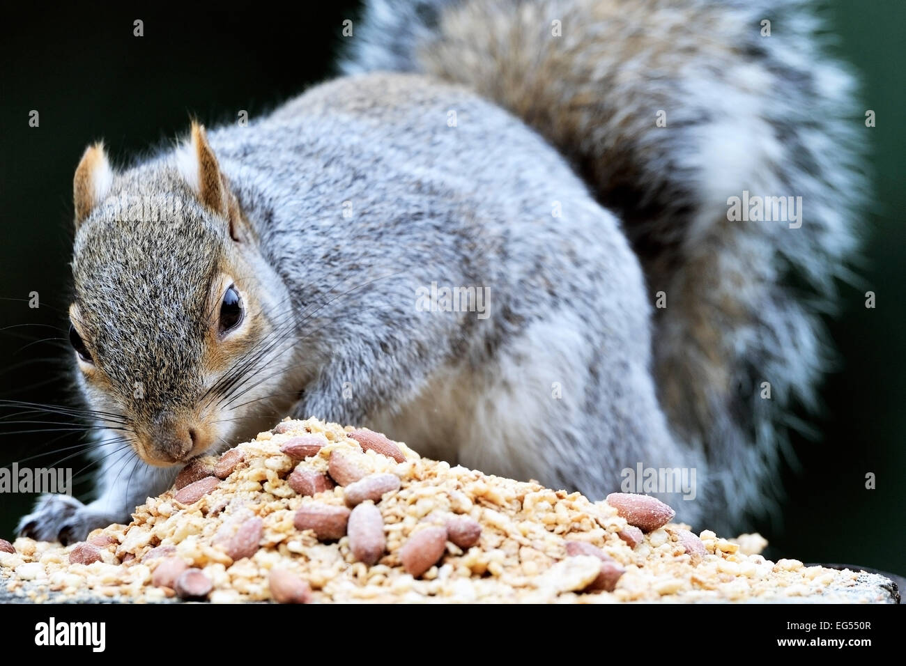 L'écureuil gris Sciurus carolinensis nourrir Banque D'Images