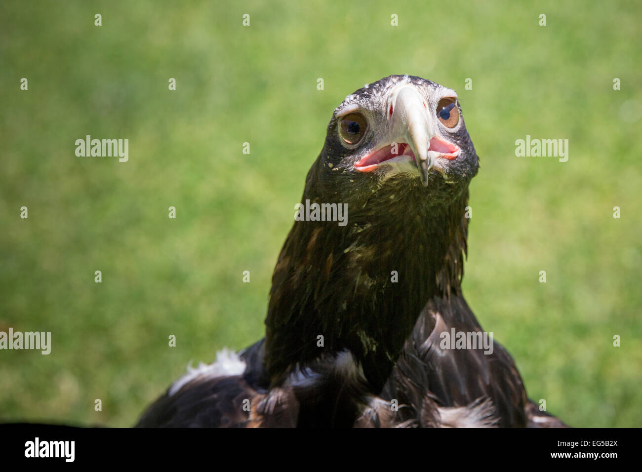 Aigle australien Banque D'Images