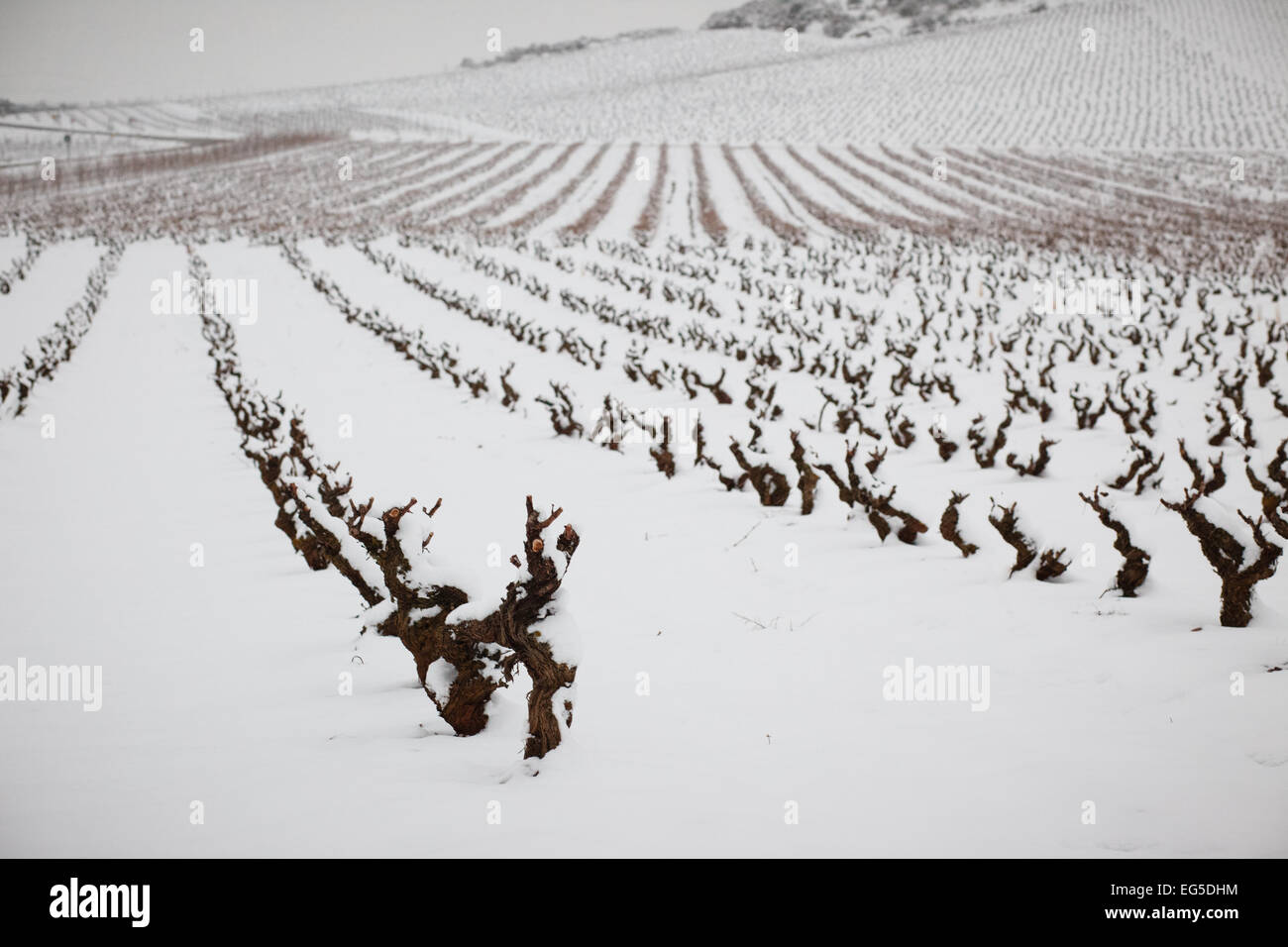 6/2/15 vignobles couverts de neige près de Caminha, La Rioja, Espagne. Photo de James Sturcke. Banque D'Images