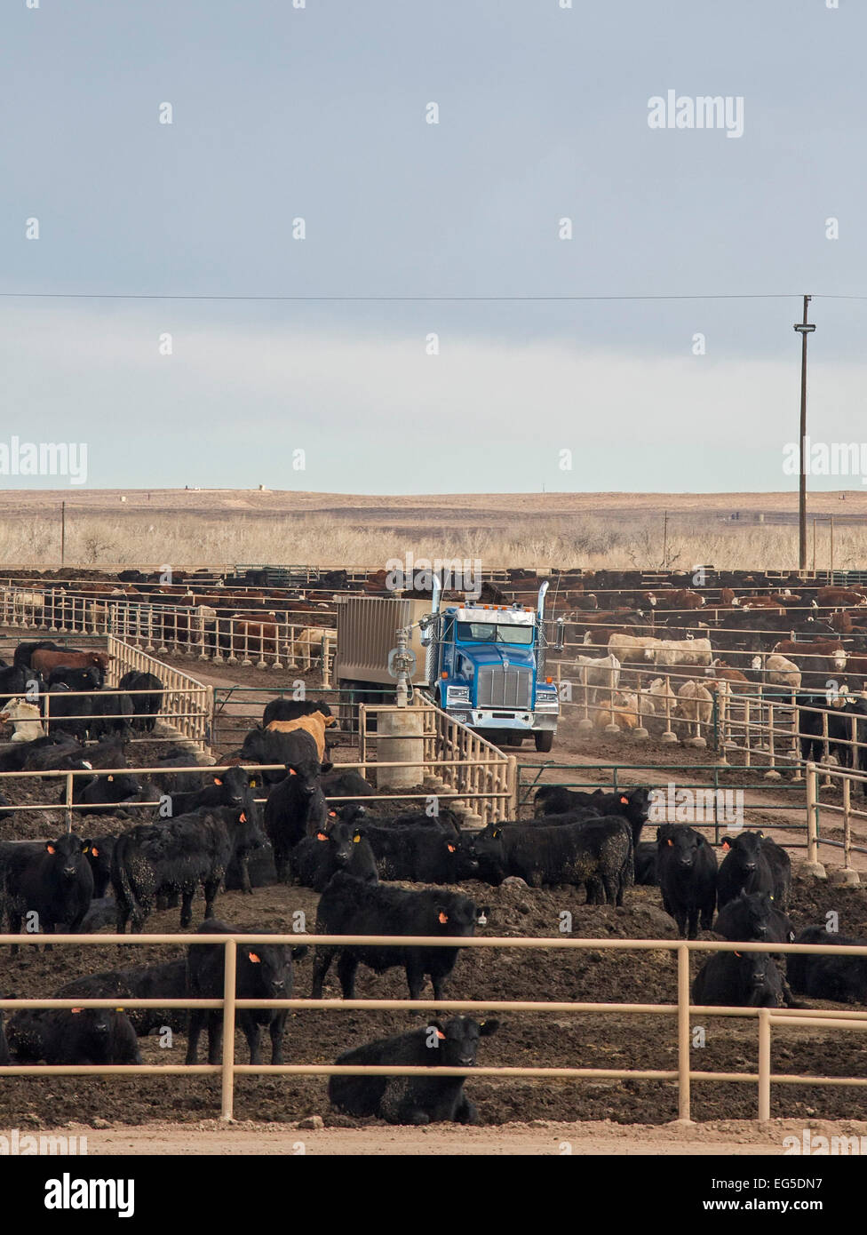 Kersey, Colorado - un engraissement du bétail exploités par JBS cinq rivières l'engraissement de bovins. Cela a une capacité d'engraissement de 98 000 bovins. Banque D'Images